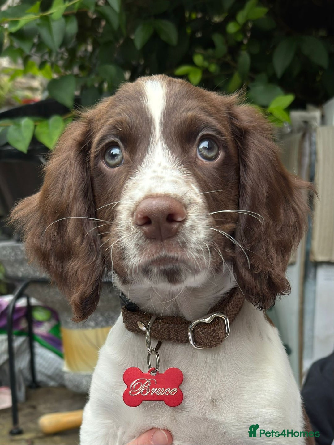 Sprocker dogs for sale: 9 week old gorgeous sprocker pups  - Image 1