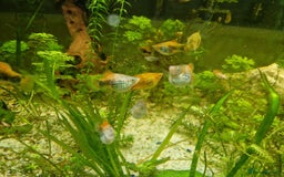 Platies fish for sale: Mixed Platies for sale - Image 5