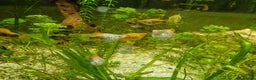 Platies fish for sale: Mixed Platies for sale, 15 fish for £10 - Advert 5