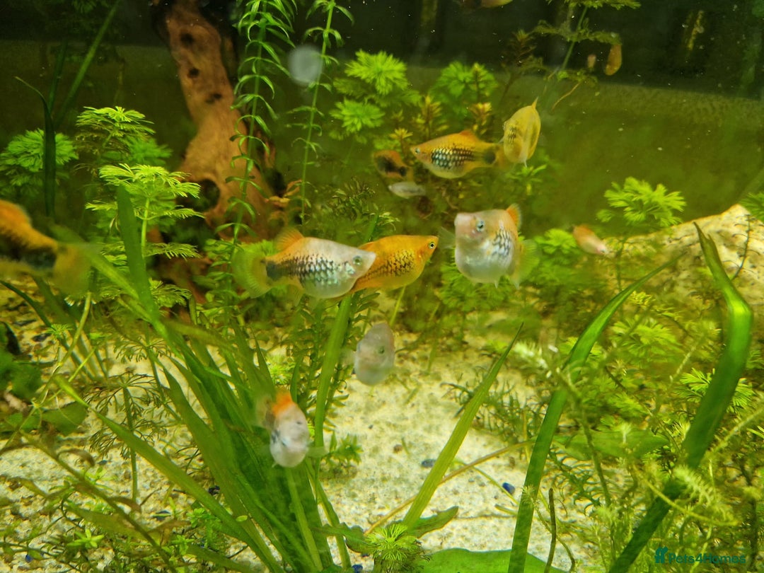 Platies fish for sale: Mixed Platies for sale - Image 5