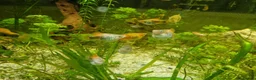 Platies fish for sale: Mixed Platies for sale, 15 fish for £10 - Advert 5