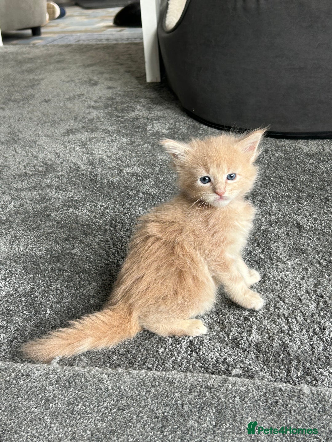 Maine Coon cats for sale: Stunning red and cream maine coons  - Image 7