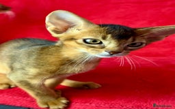 Abyssinian cats for sale: Beautiful Abyssinian Kittens- Raised with Love - Image 6