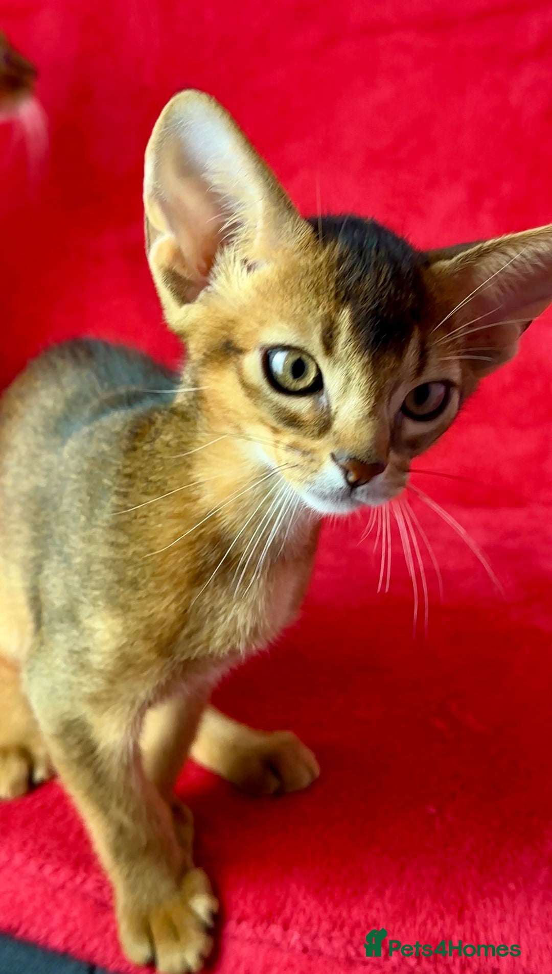 Abyssinian cats for sale: Beautiful Abyssinian Kittens- Raised with Love - Image 6