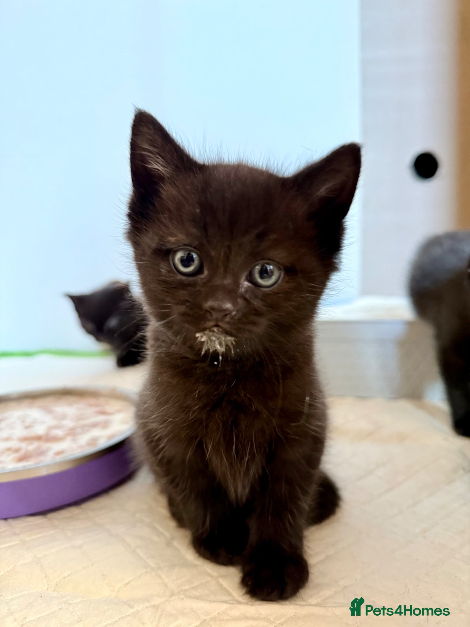 British Shorthair cats 3 Black Kittens - Advert 10