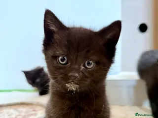 British Shorthair cats 3 Black Kittens - Advert 10