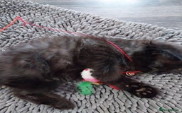 Ragdoll cats for sale: Ragdoll X Maine Coon  - Image 18