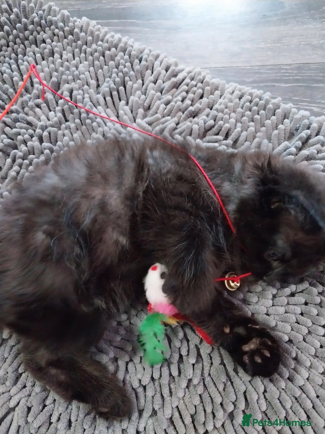 Ragdoll cats for sale: Ragdoll X Maine Coon  - Image 18