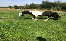 Irish Cob horses for sale: Gorgeous 12.3hh cuddly cob  - Image 4