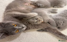 British Shorthair cats for sale: British Short Hair Kittens - Advert 8