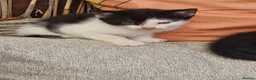 Mixed Breed cats for sale: Kittens in St. Ives - Advert 4