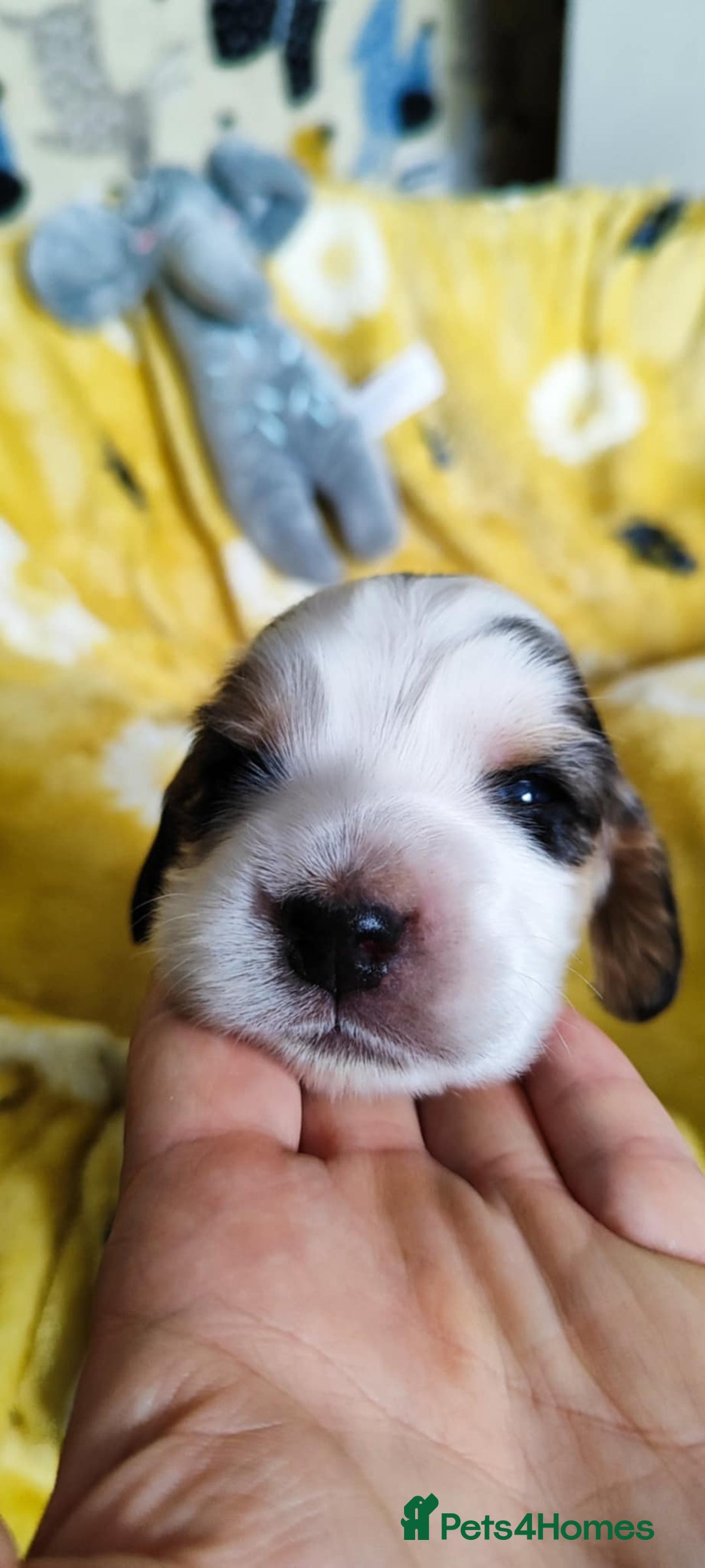 Cocker Spaniel dogs for sale: KC English Show Type Cocker Spaniel Puppies  - Image 29