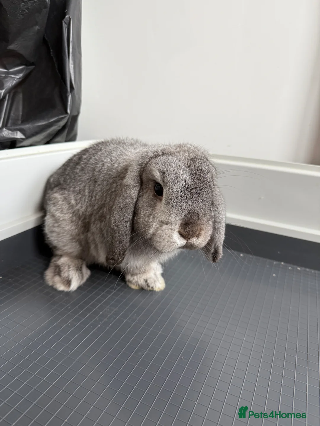 Mini Lop rabbits for sale: 2 male mini lops 6 month old  in Leeds - Advert 1