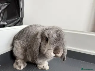 Mini Lop rabbits 2 male mini lops 6 month old - Advert 1