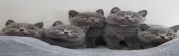 British Shorthair cats for stud: British short hair STUD duties only  in Hull - Advert 18