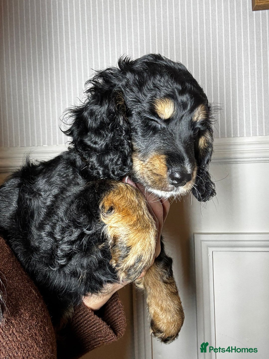 Mixed Breed dogs for sale: CHAMPION COCKAPOO - Advert 10