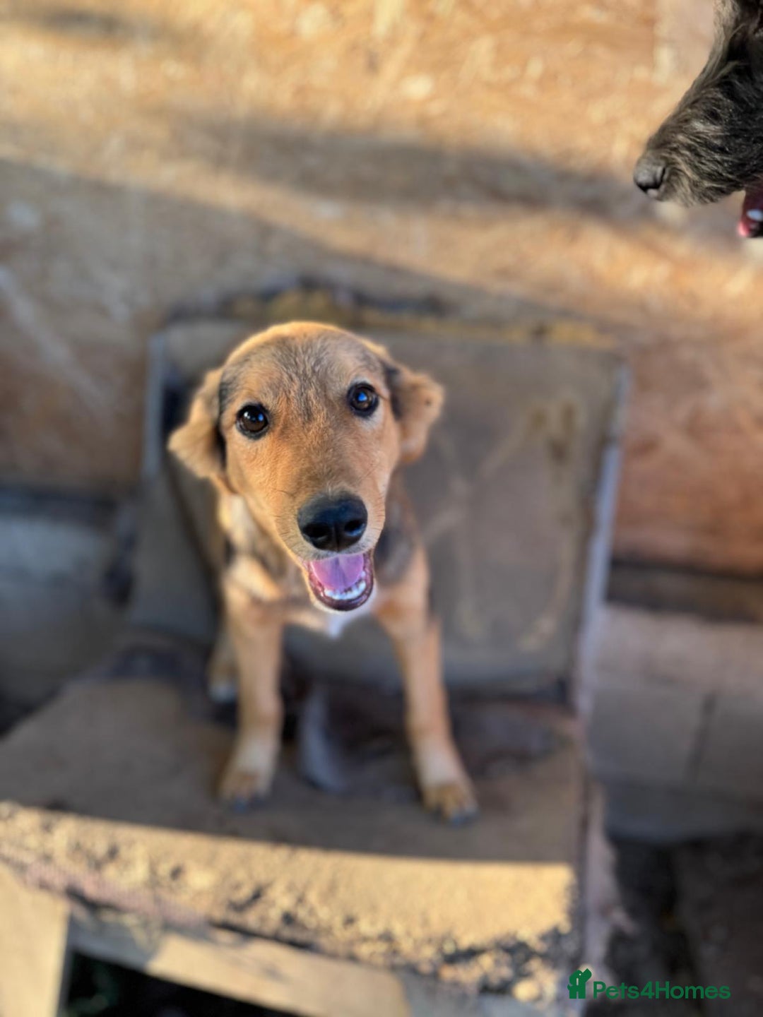 Mixed Breed dogs for adoption: JASPER - a Superb Puppy Boy, for a Loving Home - Image 20