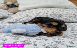 Cocker Spaniel dogs for sale: 🐾 Beautiful Show Cocker Spaniel Puppys - Image 16