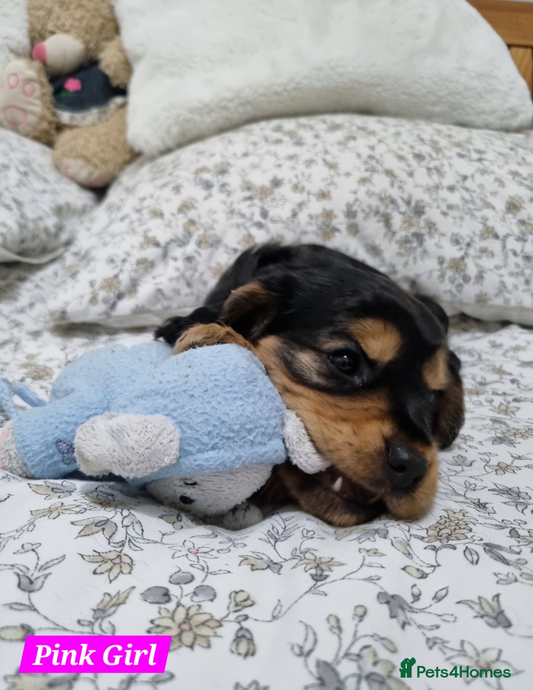 Cocker Spaniel dogs for sale: 🐾 Beautiful Show Cocker Spaniel Puppys - Image 16