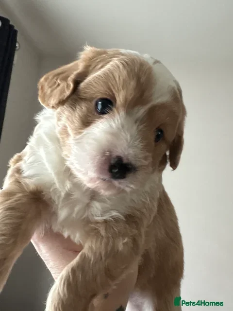 Mixed Breed dogs Toy poodle mix - Advert 8