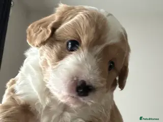 Mixed Breed dogs Toy poodle mix - Advert 8