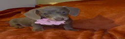 Dachshund dogs for sale: Reg miniature smooth daschunds  - Advert 9