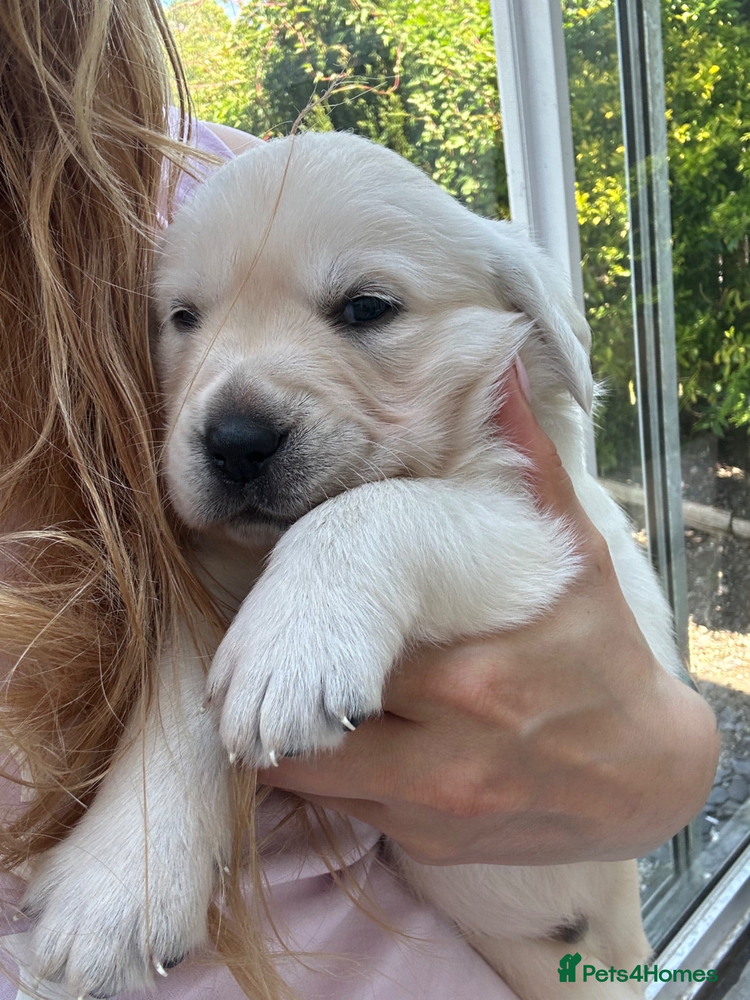 Goldador dogs Labrador Retriver fci champion golden retriver - Advert 14
