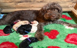 Mixed Breed dogs for sale: Cockapoo x Maltipoo  - Image 6