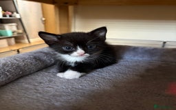 Mixed Breed cats for sale: Gorgeous kittens - Image 2