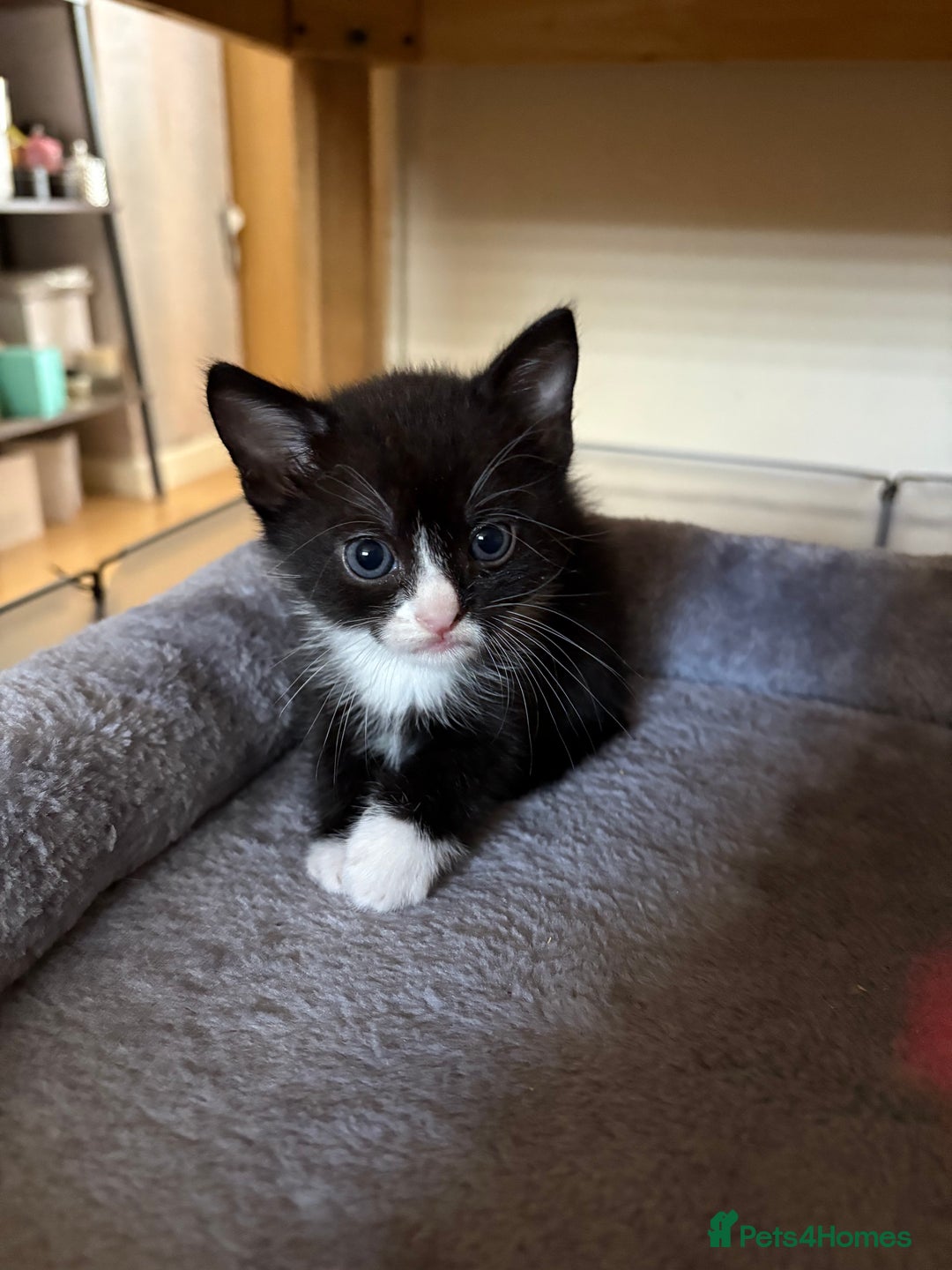 Mixed Breed cats for sale: Gorgeous kittens - Image 2