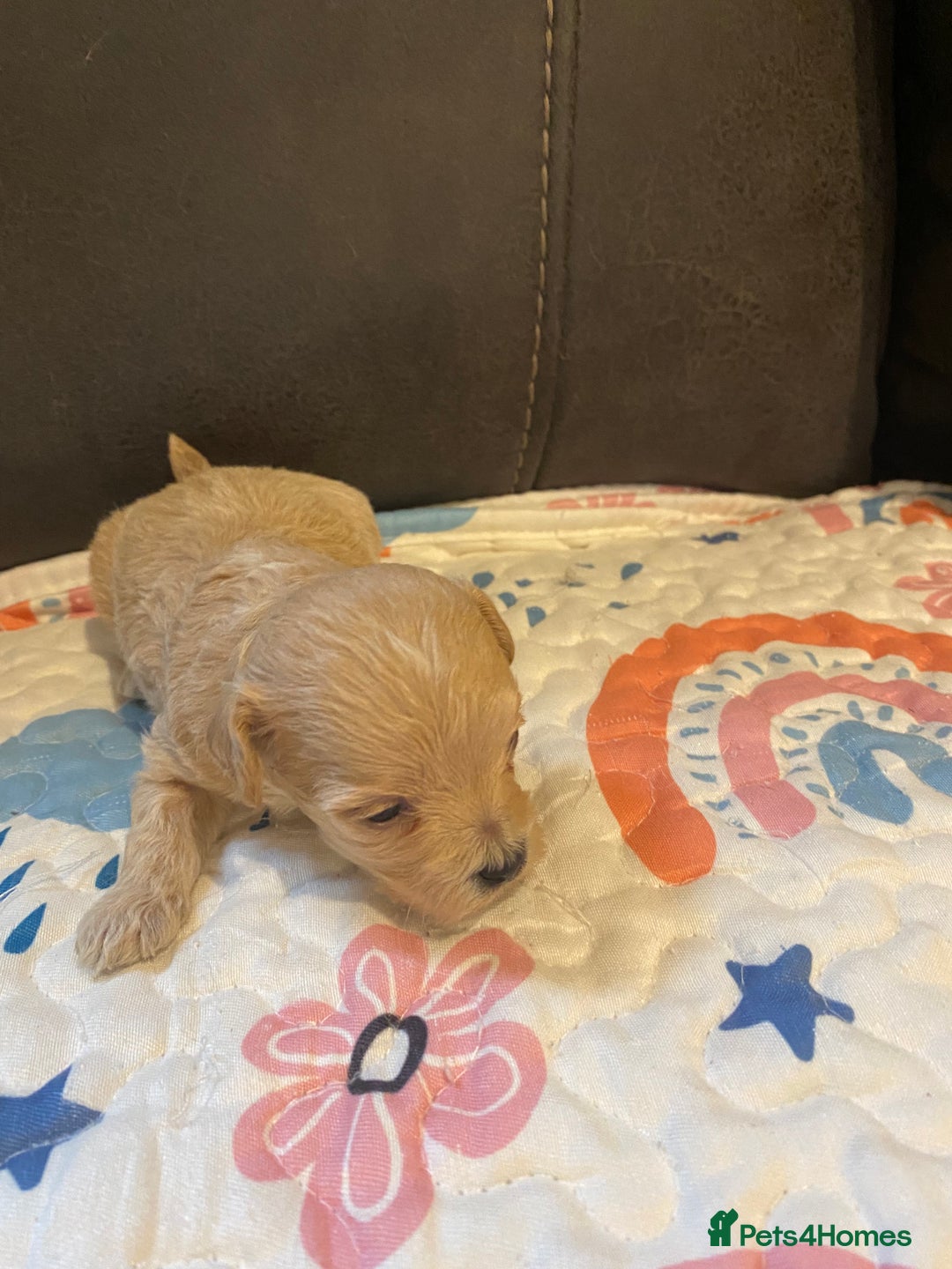 Maltipoo dogs for sale: Adorable Maltipoos Puppies  - Advert 8
