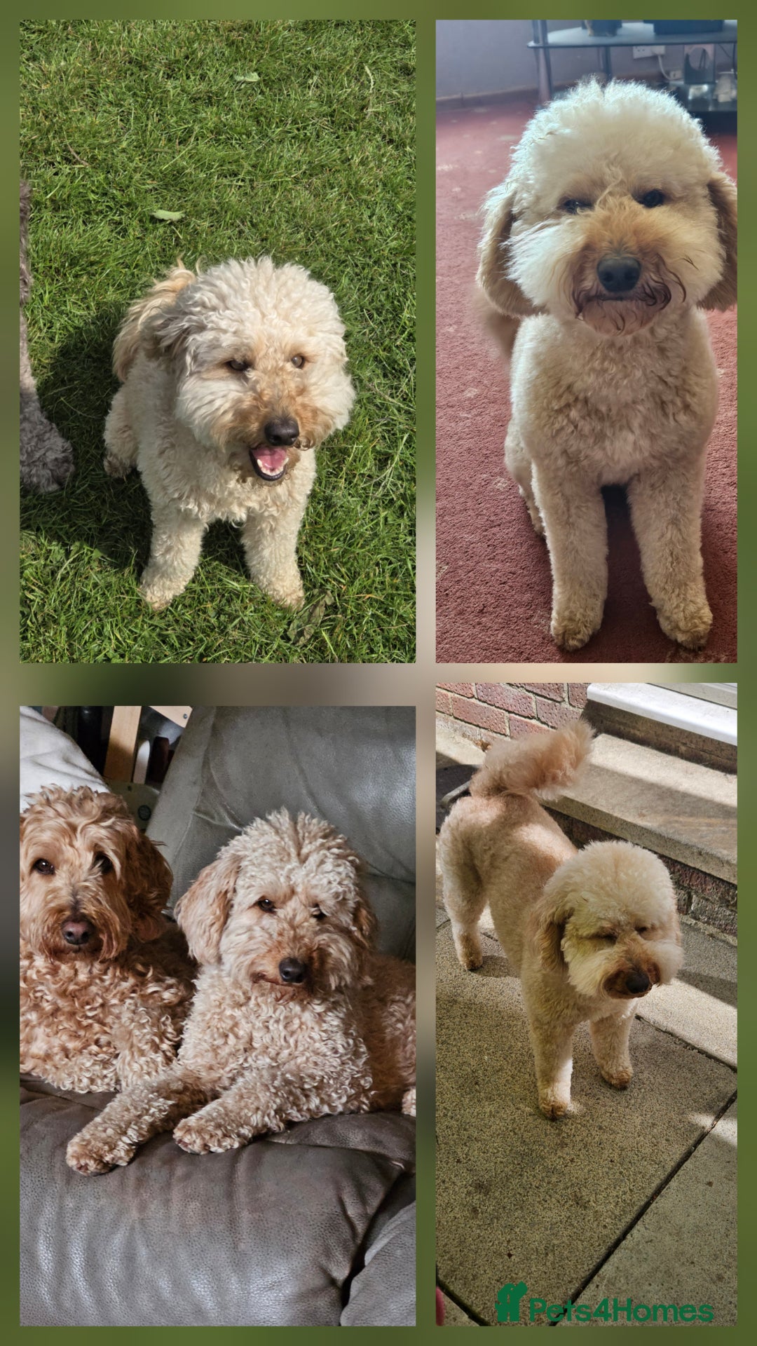 Double Doodle dogs for sale: Springfield Doodles  - Image 10
