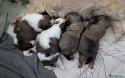 Shih Tzu dogs for sale: 4 beautiful shih tzu puppies 2 female 2 male - Image 11