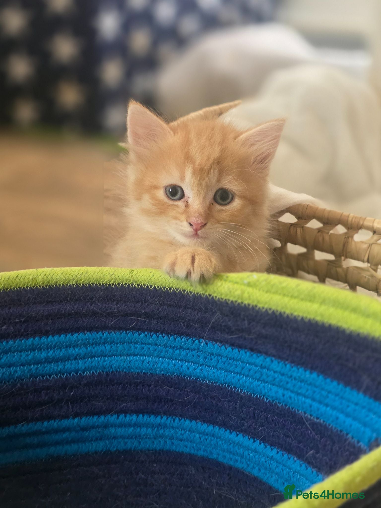 Mixed Breed cats 2 boys BSH/domestic/maincoon - Advert 3