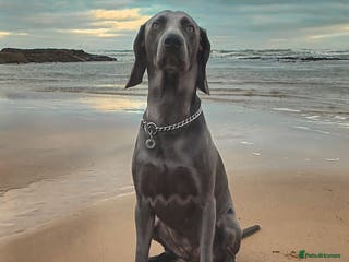 Weimaraner dogs No Cost 1 Year Old Blue Weimaraner For Stud - Advert 3