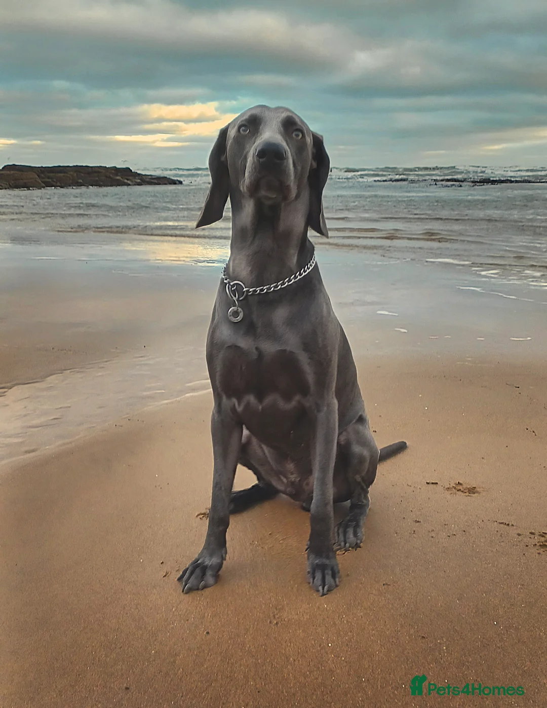 Weimaraner dogs for stud: No Cost 1 Year Old Blue Weimaraner For Stud - Advert 3