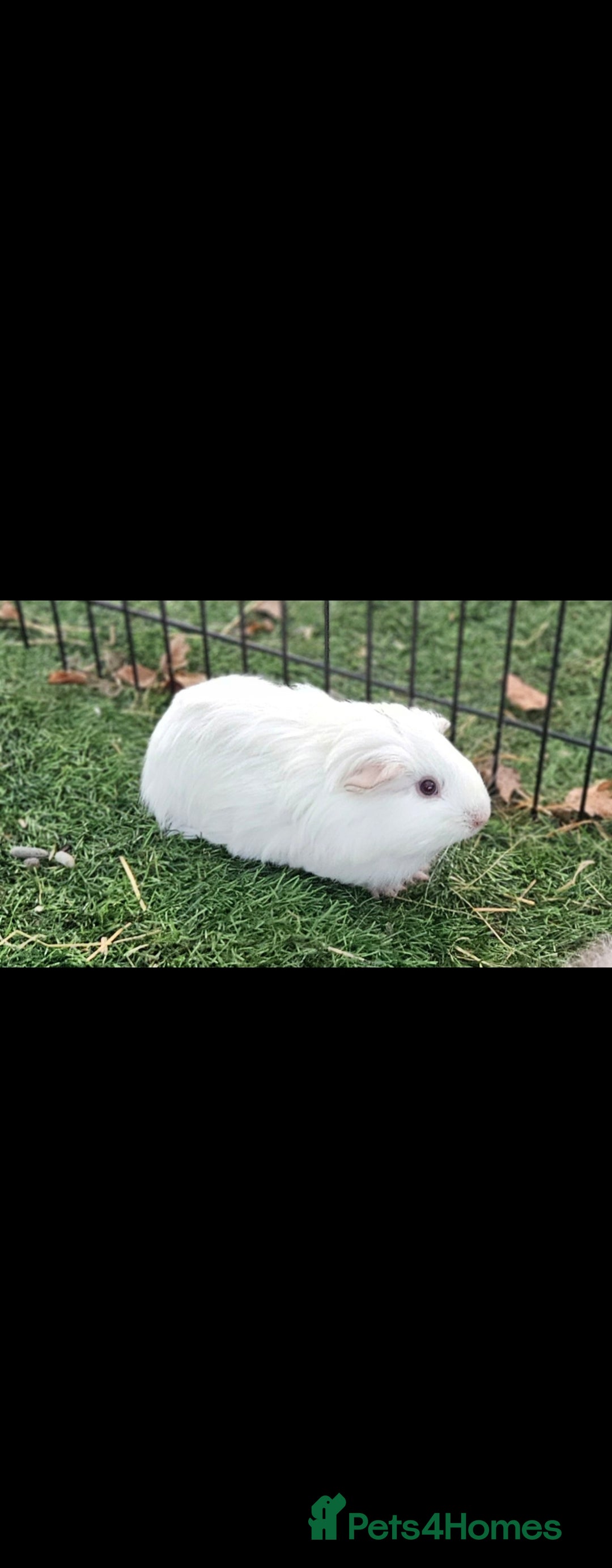 Guinea Pig rodents for sale: Guinea pigs  - Advert 3