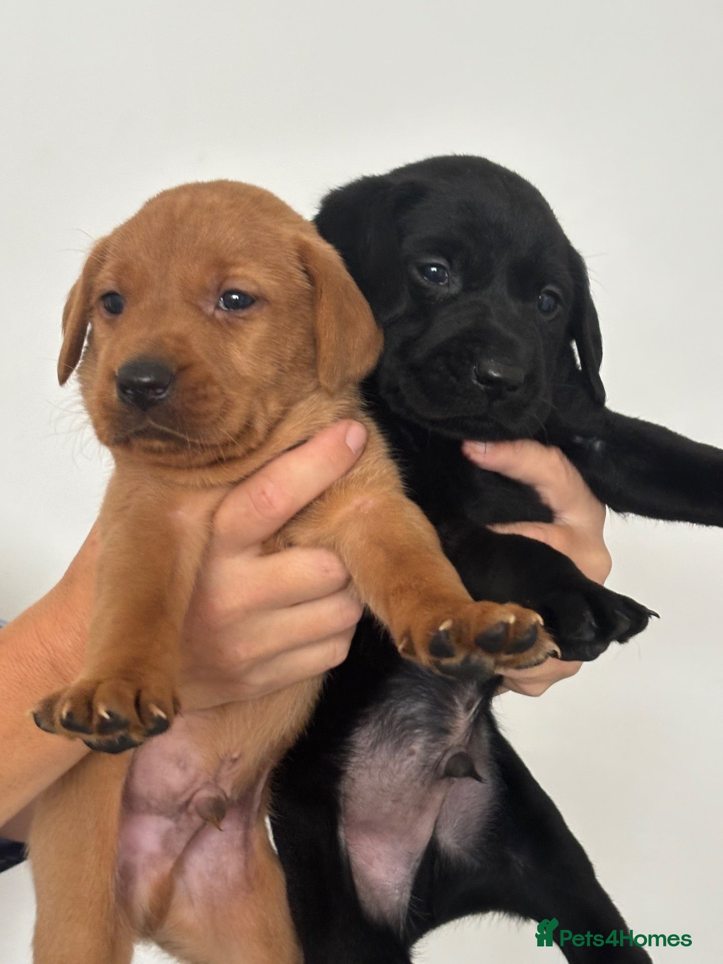 Labrador Retriever dogs DNA Clear KC Reg Exceptional Working Lines  - Advert 4