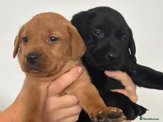 Labrador Retriever dogs DNA Clear KC Reg Exceptional Working Lines - Advert 4