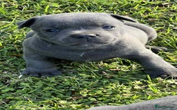 Staffordshire Bull Terrier dogs for sale: Blue English Staffy's bull terrier** - Image 7