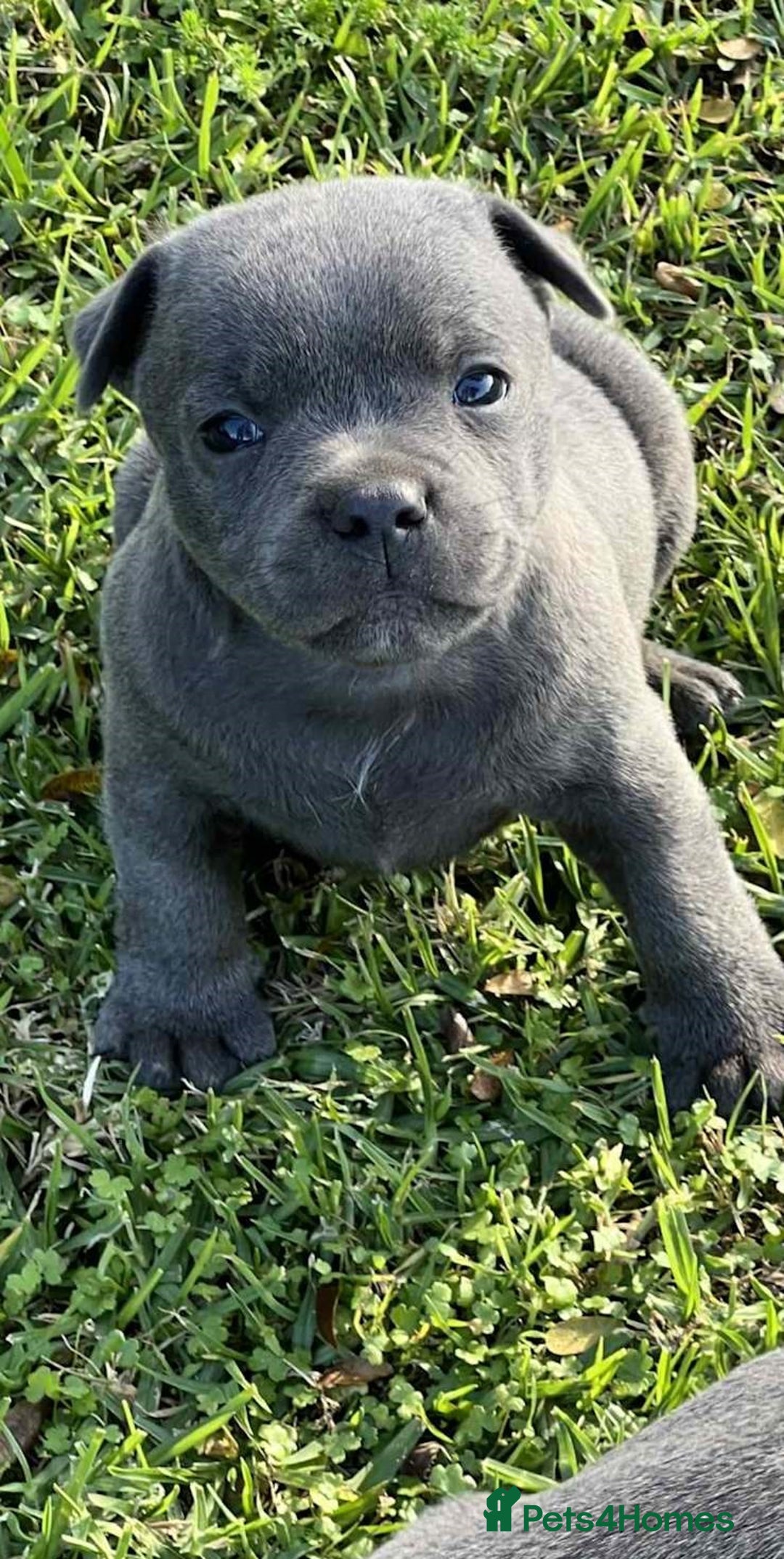 Staffordshire Bull Terrier dogs for sale: Blue English Staffy's bull terrier** - Image 7
