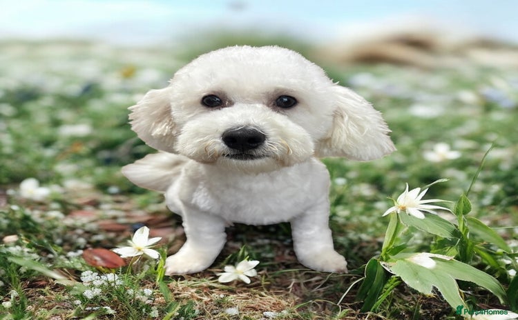 Bichon Frise dogs - Advert 8