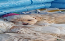 Maltipoo dogs for sale: Asian Teddy Toy Maltipoos  - Image 17