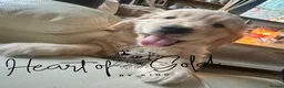 Golden Retriever dogs for sale: KC last boy  ❤️ on holiday 11-18.05 , final price  - Advert 23