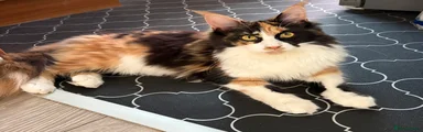 Maine Coon 1