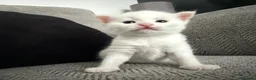 Mixed Breed cats for sale: ** 2 pure white females ** - Advert 7