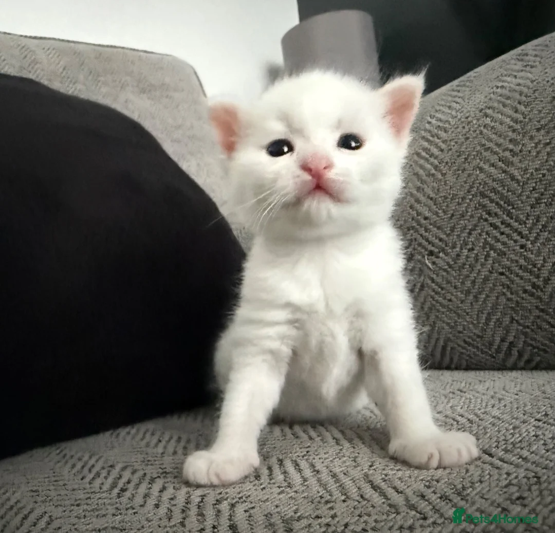 Mixed Breed cats for sale: ** 2 pure white females ** - Advert 7