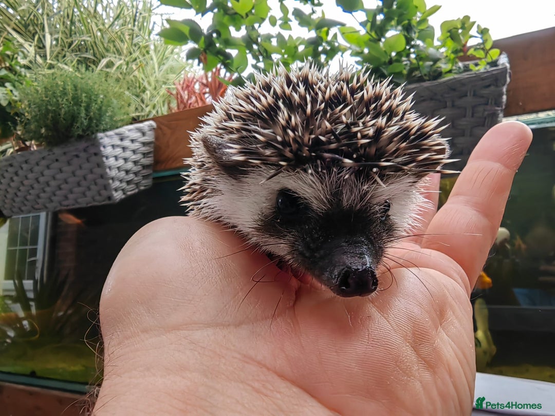 Pygmy Hedgehog rodents for sale: African pygmy hedgehogs - Image 17