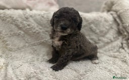 Cockapoo dogs for sale: Unique cockapoo babies 🧸 - Image 3