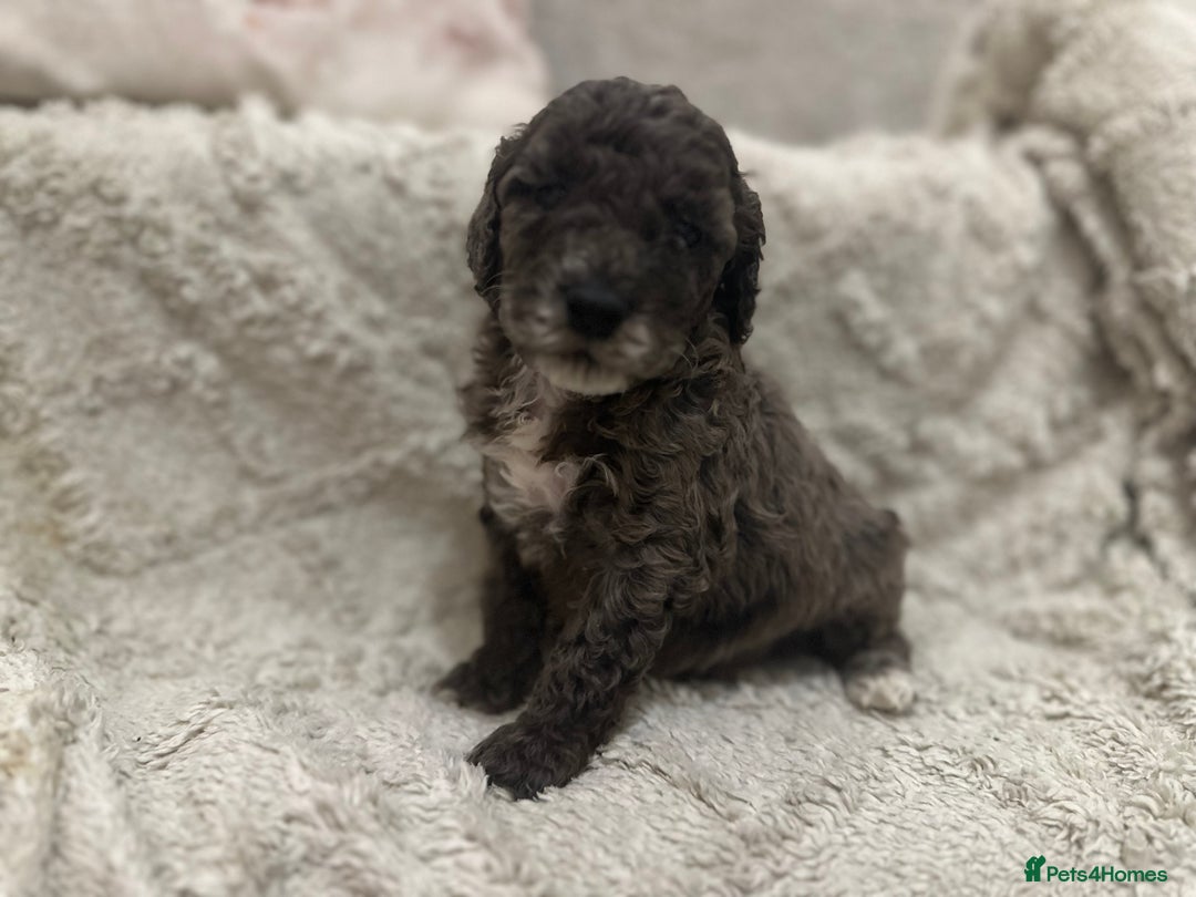 Cockapoo dogs for sale: Unique cockapoo babies 🧸 - Image 3